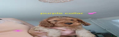 Cocker Spaniel 5