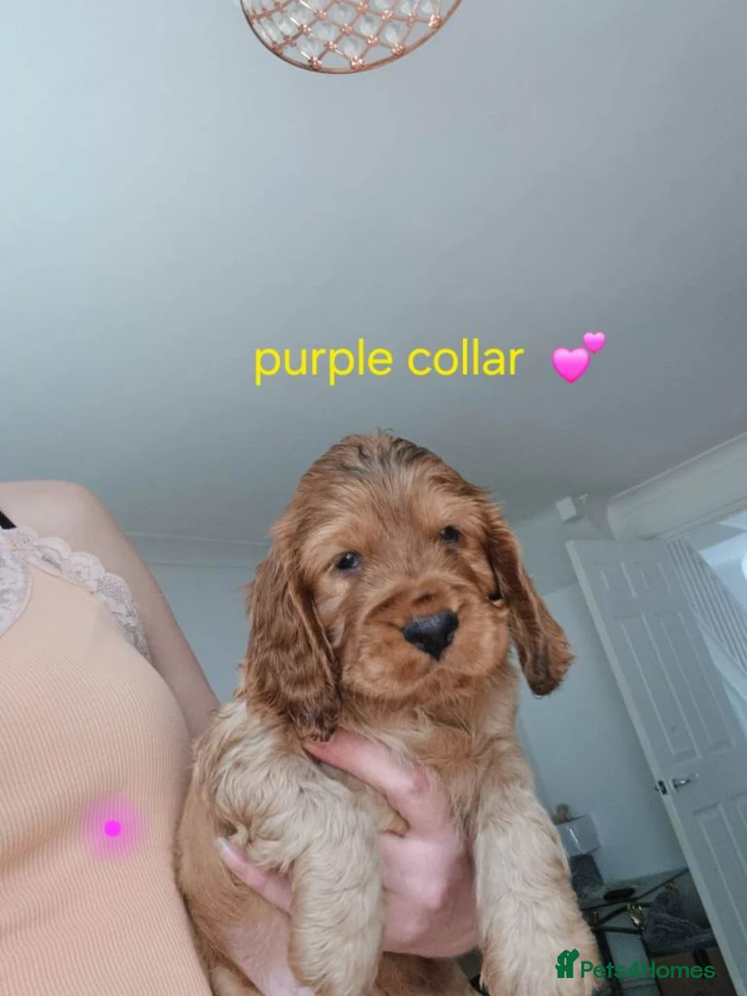 Cocker Spaniel dogs for sale: Cockerspaniel Puppies For Sale Raised With Care - Advert 2