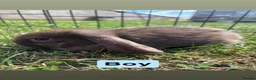 Mini Lop rabbits for sale: Adorable Mini Lop babies - Advert 2