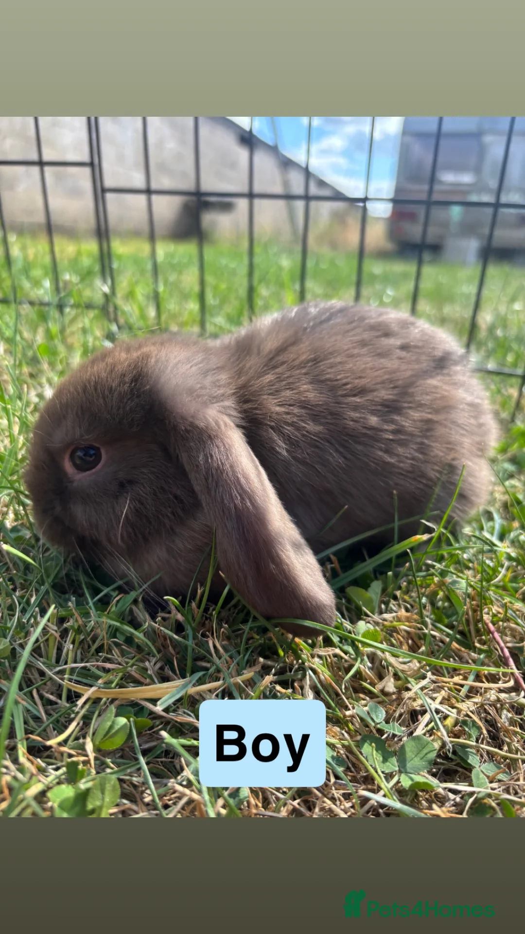 Mini Lop rabbits for sale: Adorable Mini Lop babies - Advert 2
