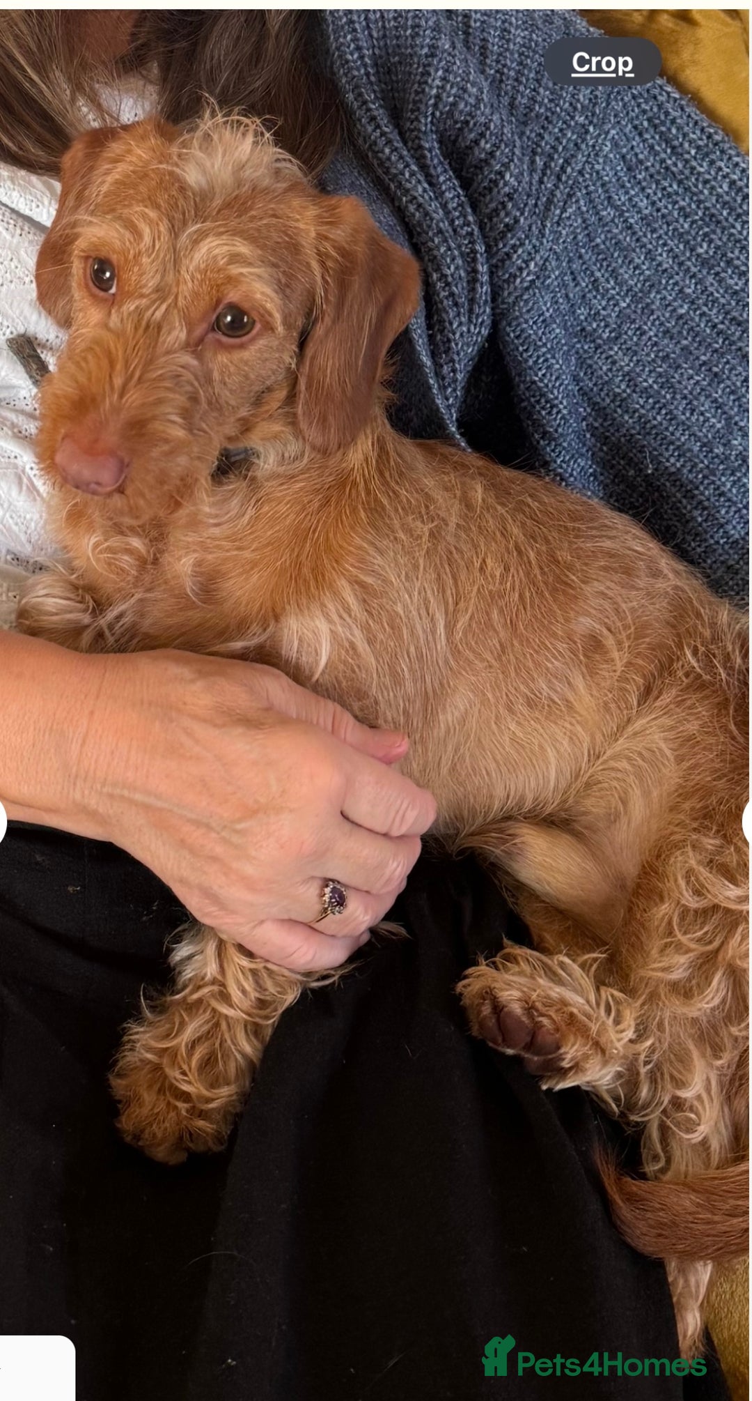 Doxiepoo dogs for sale: Male Daxipoo for sale  - Image 6