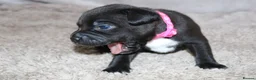 Staffordshire Bull Terrier dogs for sale: KC Staffords | Blue & Black | Champion Bloodlines - Advert 26