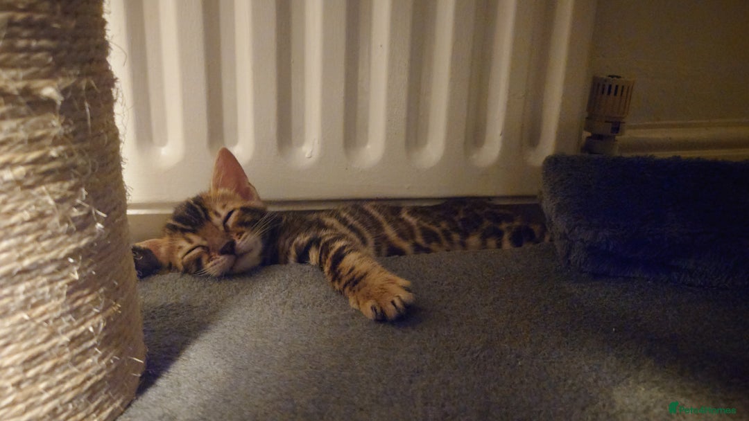 Bengal cats for sale: Stunning TICA registered Bengal boys! - Advert 3