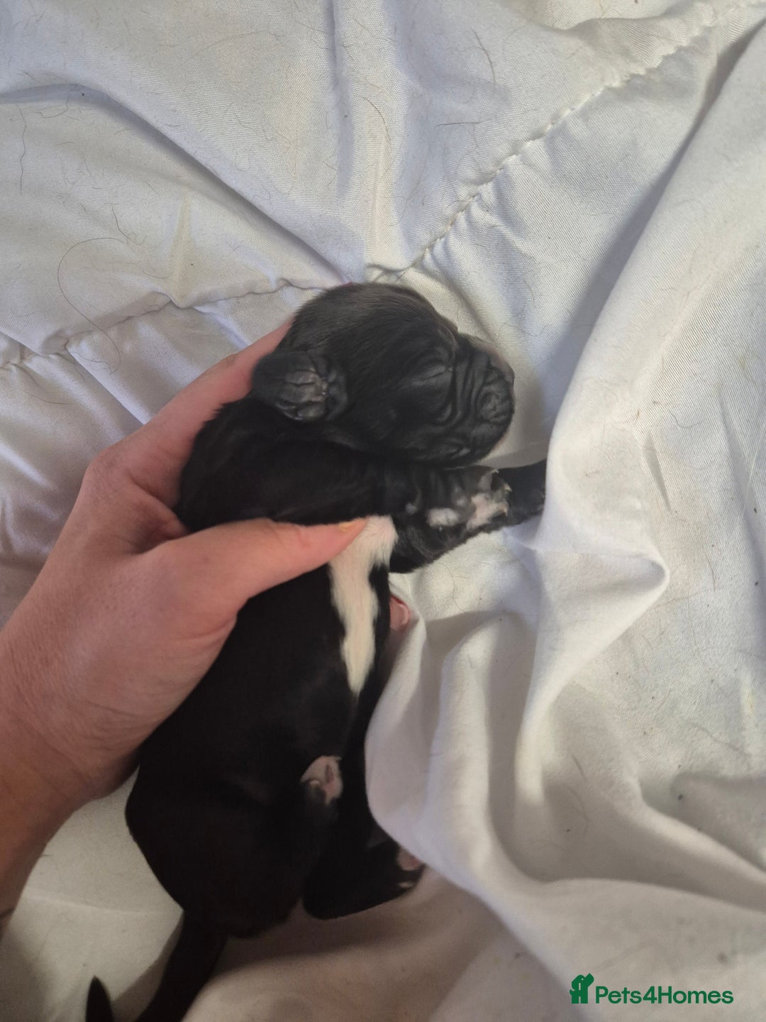 Cocker Spaniel dogs for sale: Stunning cocker spaniel pups - Advert 5