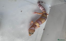 Corn Snake reptiles for sale: Corn snakes and leopard geckos babies - Image 8
