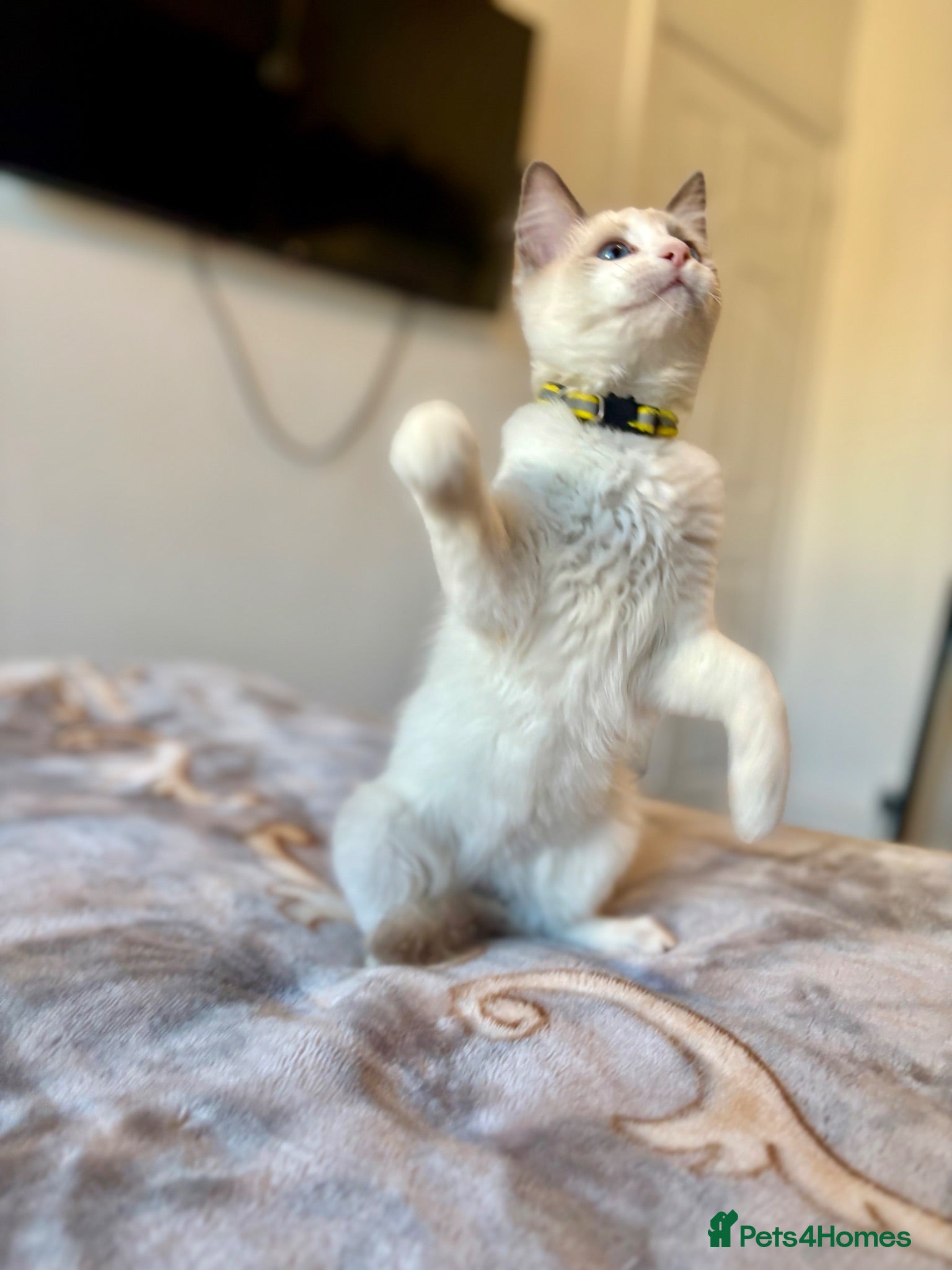 Ragdoll cats Adorable White Ragdoll Male - Advert 1