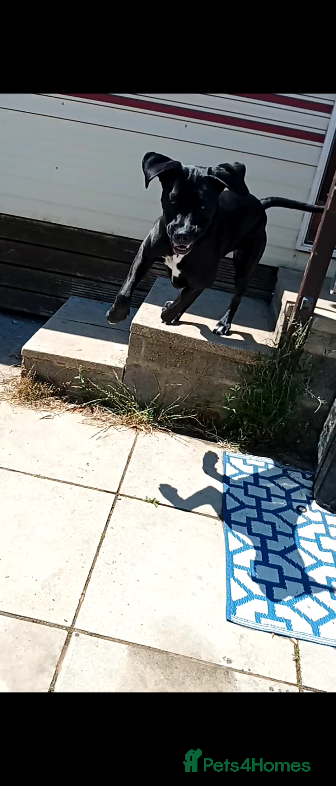 Mixed Breed dogs for sale: Italian daniff(cane corso X great dane ) - Image 8