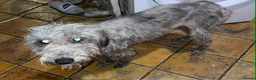 Mixed Breed dogs for sale: Bedlington whippets in Bath - Advert 2