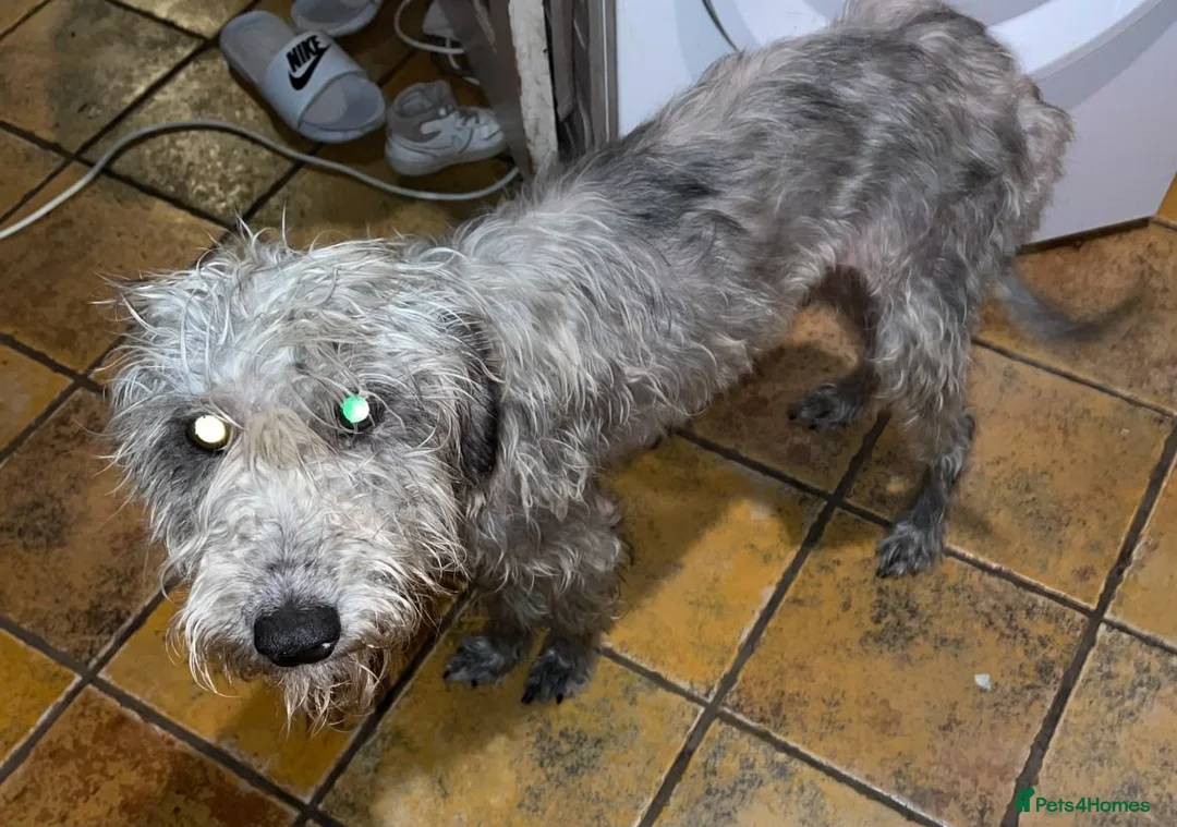 Mixed Breed dogs for sale: Bedlington whippets in Bath - Advert 2