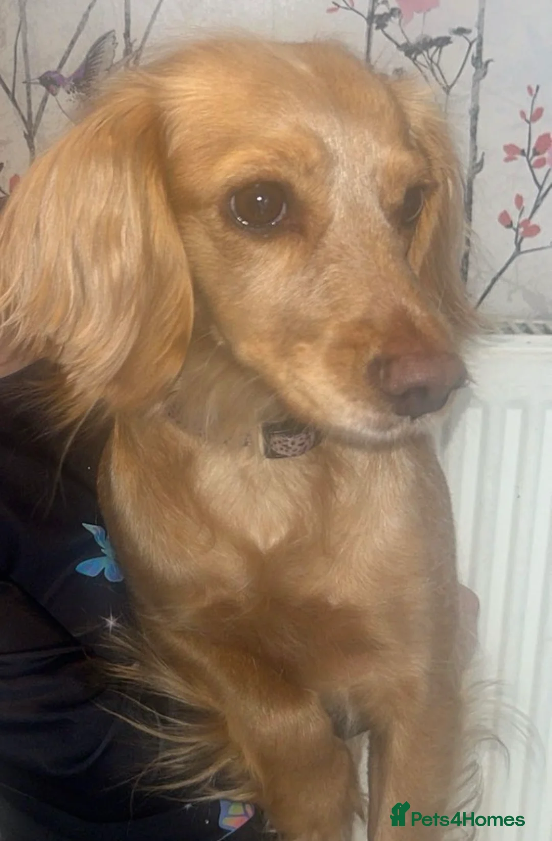 Mixed Breed dogs for sale: 2 STUNNING MALE COCKER PUPS AVAILABLE 🐶 - Advert 10