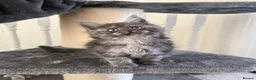 Maine Coon cats for sale: Beautiful Maine coon babies - Advert 2