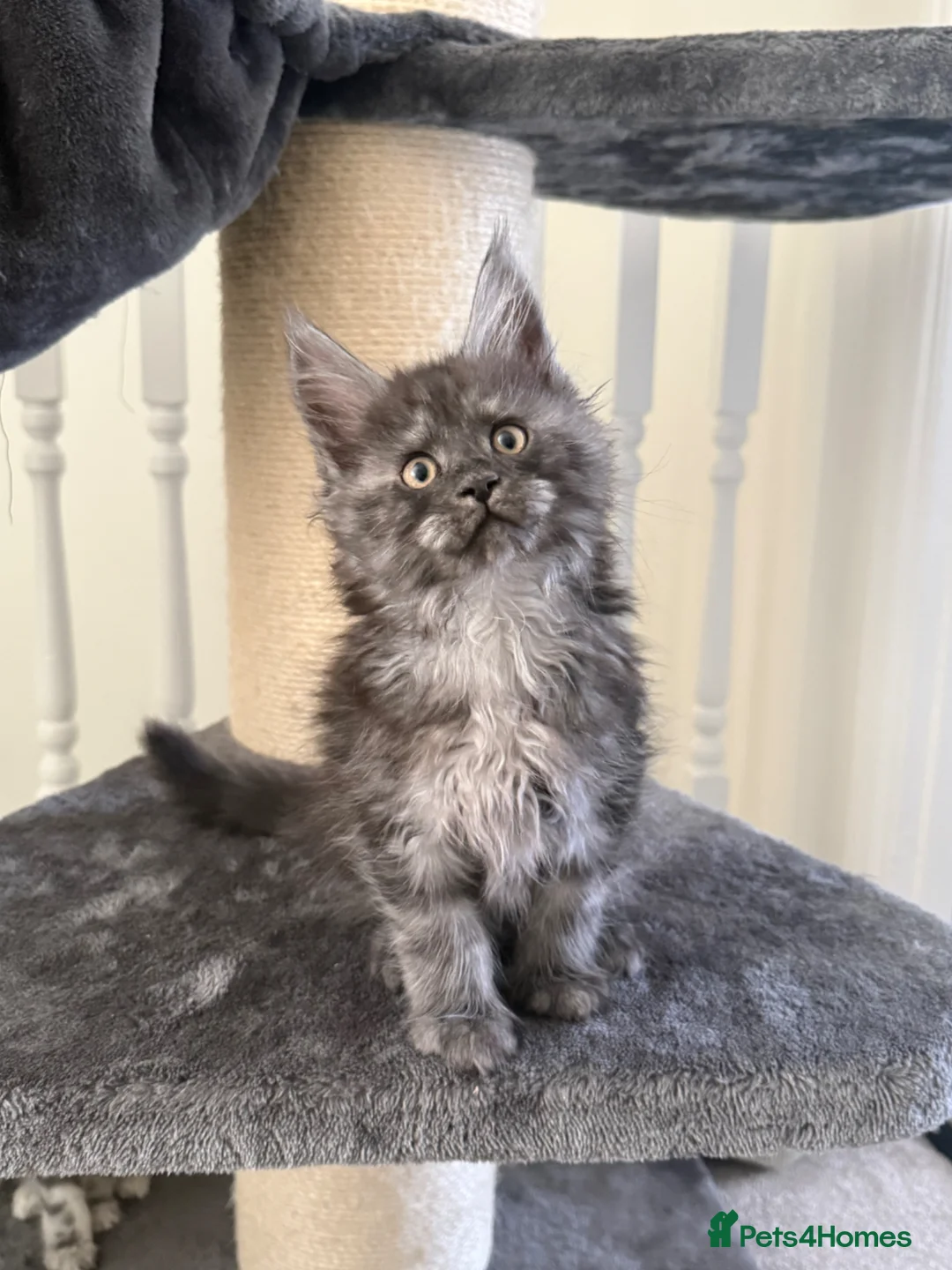 Maine Coon cats for sale: Beautiful Maine coon babies - Advert 2