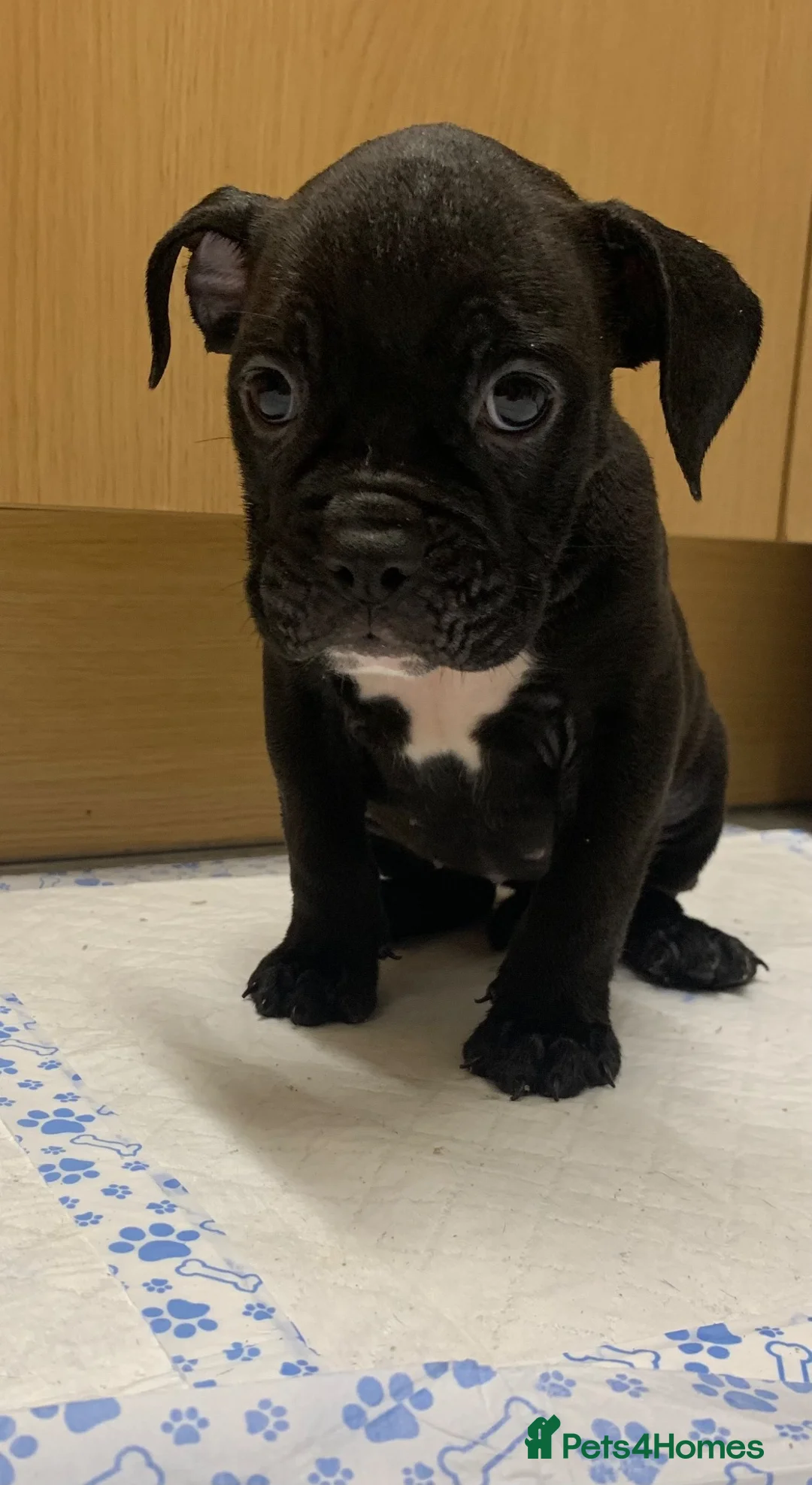 Olde English Bulldogge dogs for sale: Ready to leave Old English bulldog puppy’s  - Advert 2