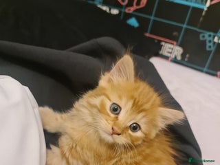 Mixed Breed cats A Beautiful male ginger kitten looking for a home! - Advert 4