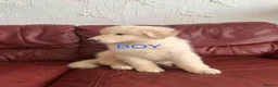 German Shepherd dogs for sale: Stunning quality GSD pups looking for new home!  - Advert 22