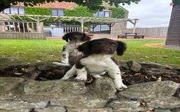 English Springer Spaniel dogs for sale: English Springer Spaniels  - Image 11