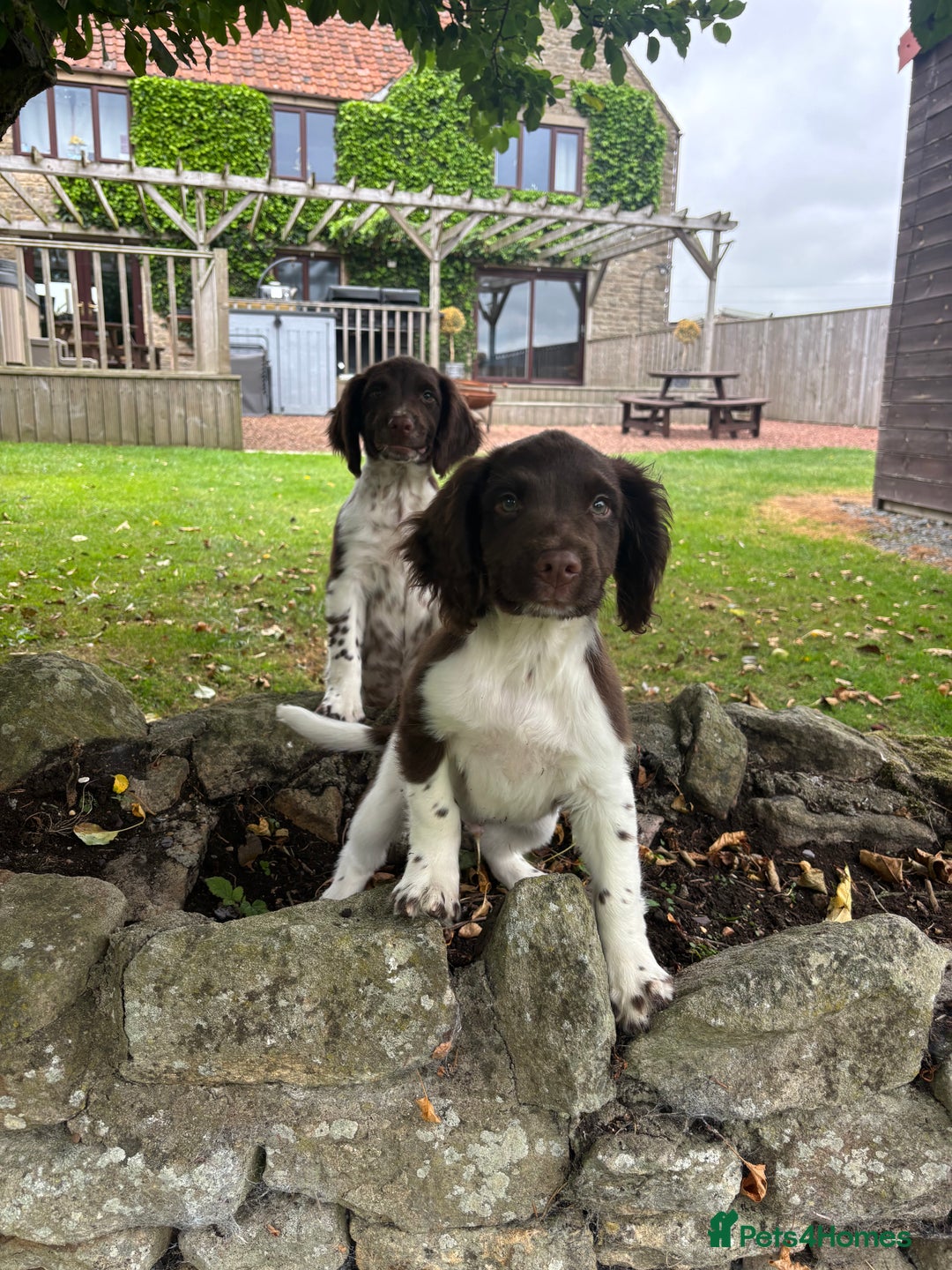English Springer Spaniel dogs for sale: English Springer Spaniels  - Image 11