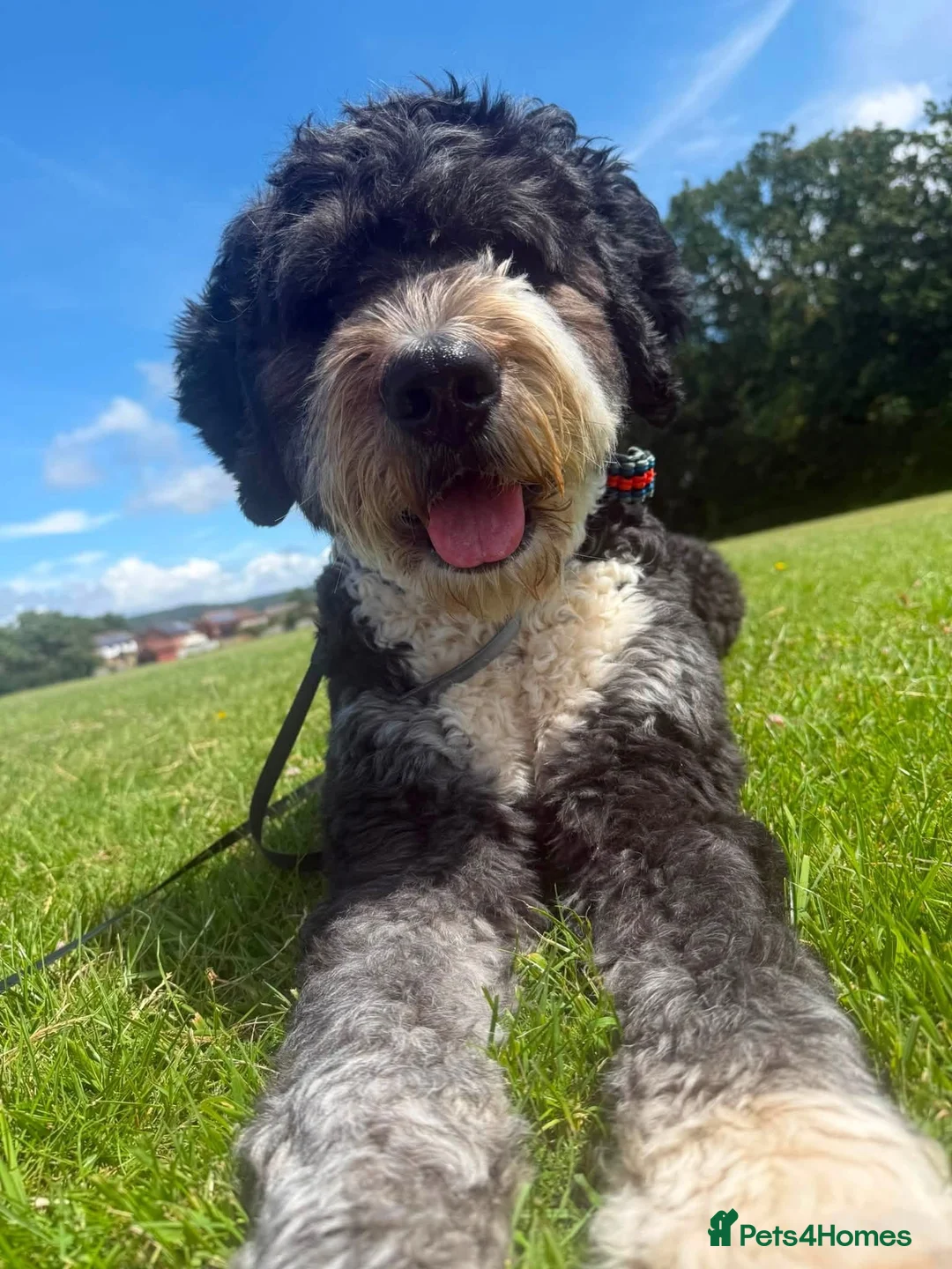 Bernedoodle dogs for sale: 2 yr old Bernedoodle- Male  - Advert 2