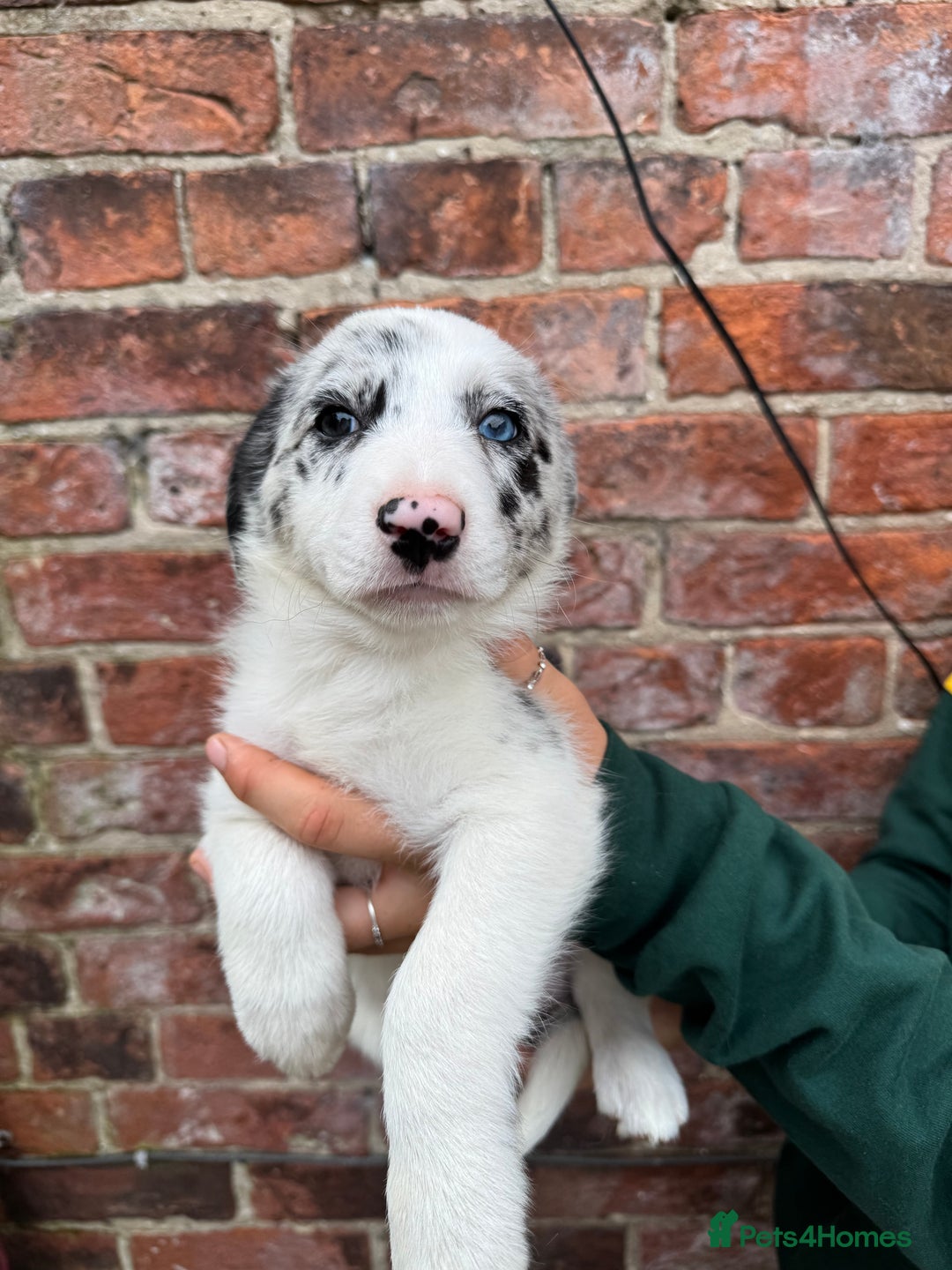 Border Collie dogs for sale: Kennel Club Border Collie Puppies For Sale - Image 28