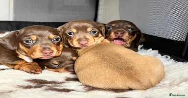 Miniature Dachshund dogs - Advert 4