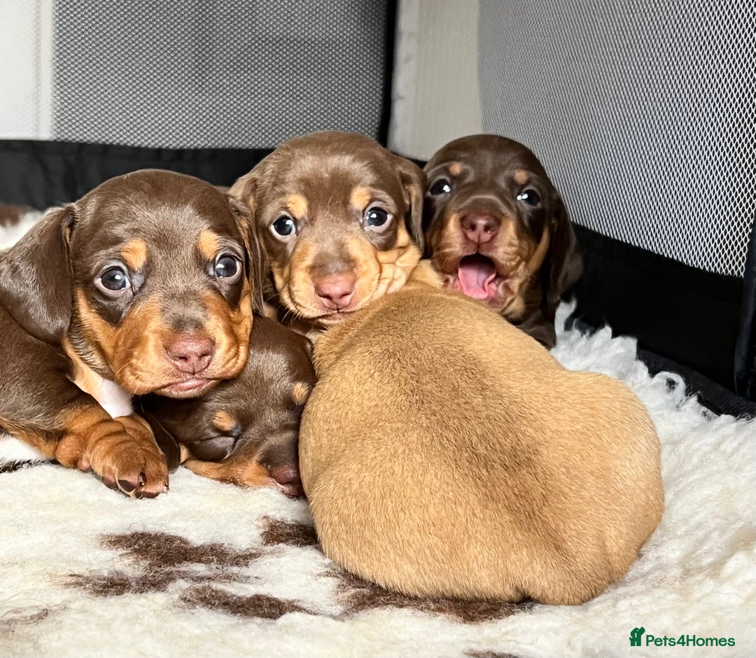 Miniature Dachshund dogs for sale: KC Miniature Dachshunds - Image 3