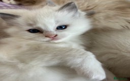 Ragdoll cats for sale: Adorable beautiful Ragdolls. - Image 3