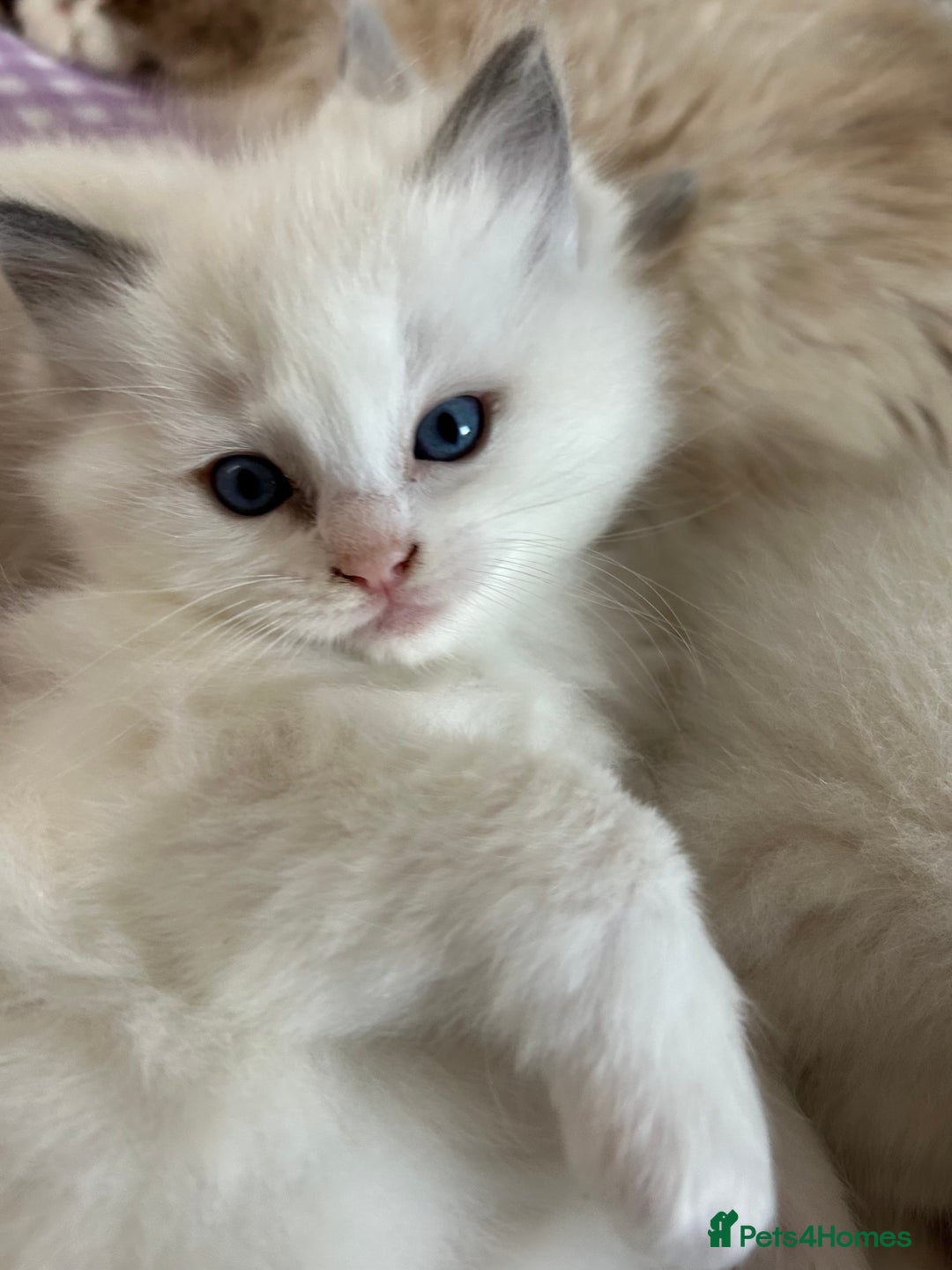 Ragdoll cats for sale: Adorable beautiful Ragdolls. - Image 3