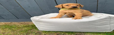 Labrador Retriever 4