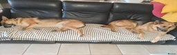Mixed Breed dogs for adoption: Jessica stunning German Shepherd  - Advert 9