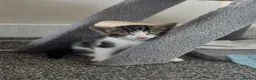 Mixed Breed cats for sale: 2 male kittens - Advert 6
