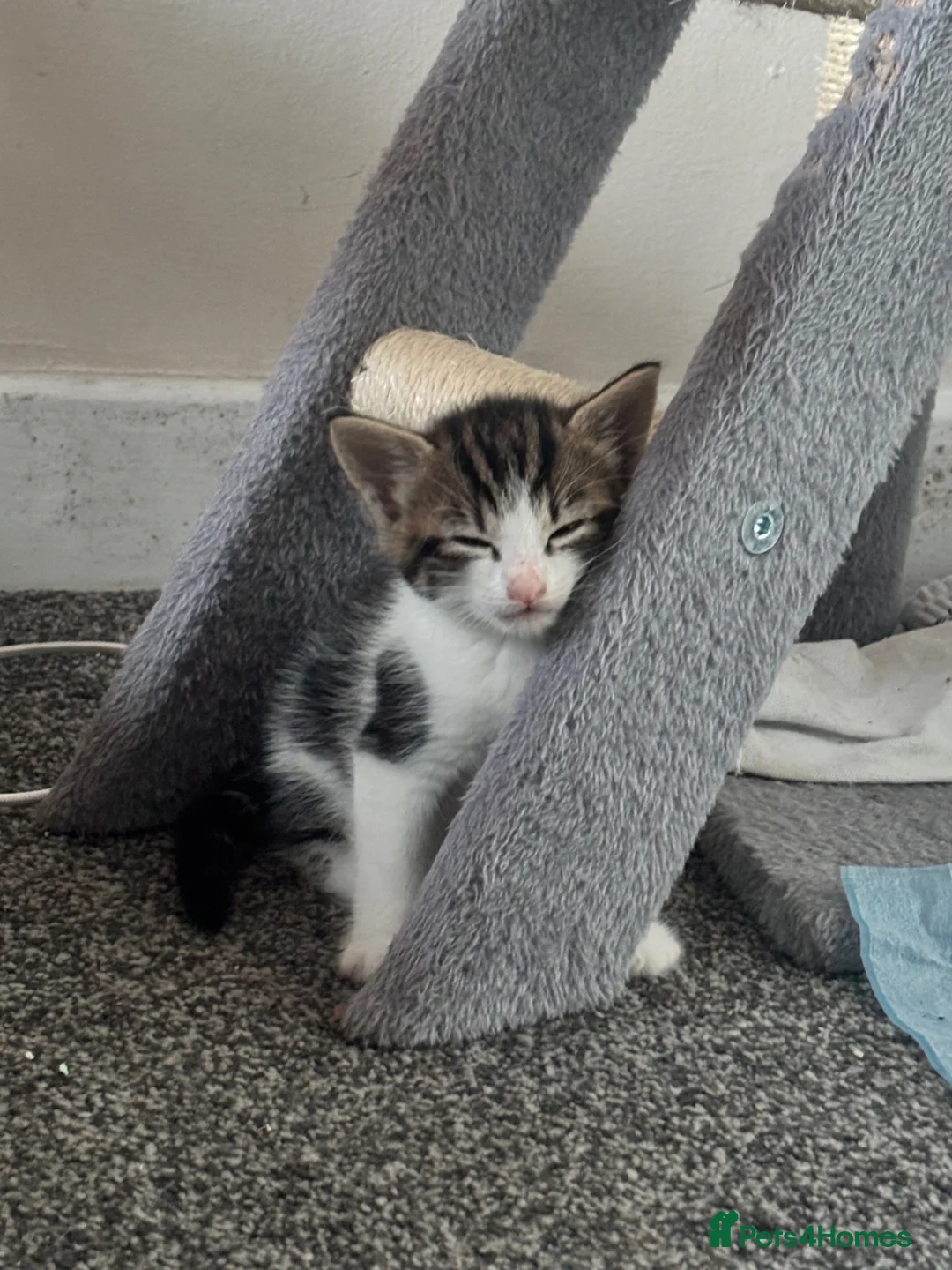 Mixed Breed cats for sale: 2 male kittens - Advert 6