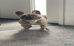 French Bulldog dogs for sale: Stunning French bulldogs  - Image 8