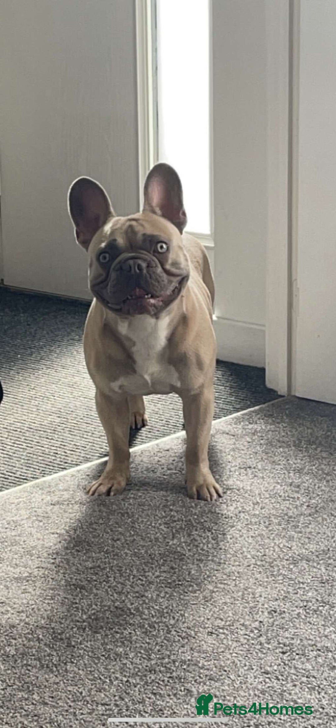 French Bulldog dogs for sale: Stunning French bulldogs  - Image 8