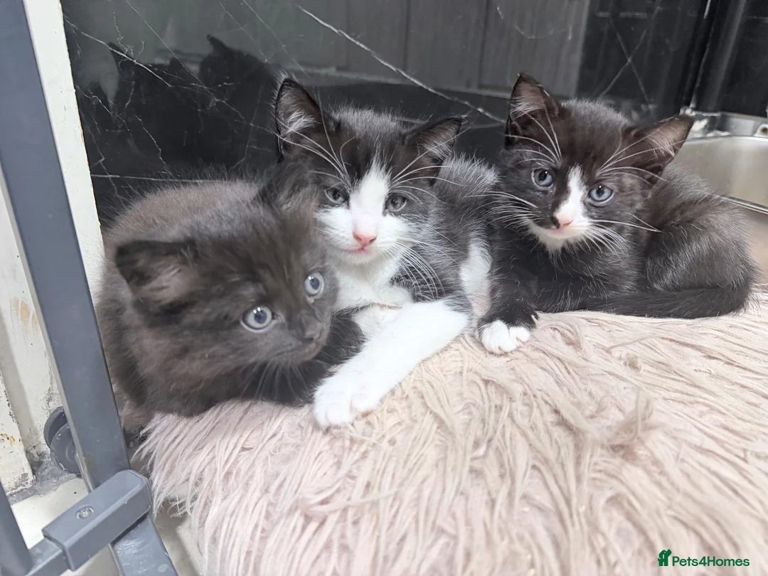 Mixed Breed cats for sale: 3 beautiful female kitten in Fakenham - Advert 2