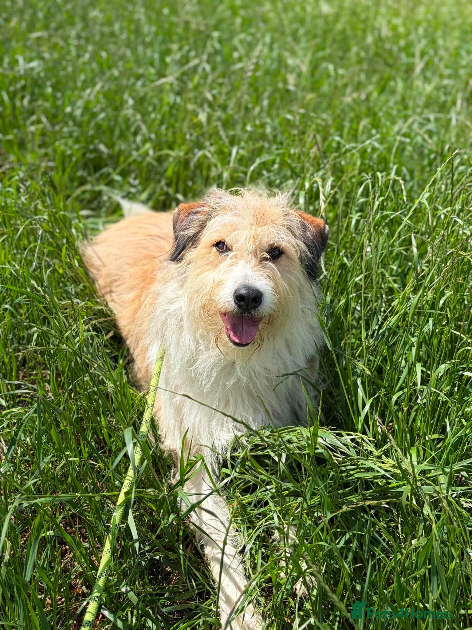 Mixed Breed dogs 🌼 Daisy - Loyal Companion Seeks Quiet Home 🌼 - Advert 1