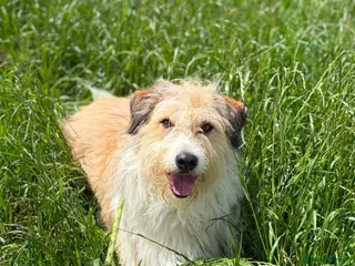 Mixed Breed dogs 🌼 Daisy - Loyal Companion Seeks Quiet Home 🌼 - Advert 1