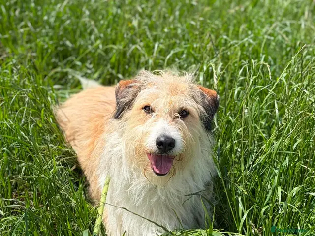 Mixed Breed dogs for adoption: 🌼 Daisy - Loyal Companion Seeks Quiet Home 🌼 - Advert 15