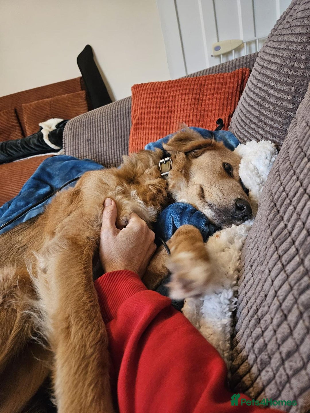 Mixed Breed dogs for adoption: Sweet Nathan Is looking for Love  - Image 10