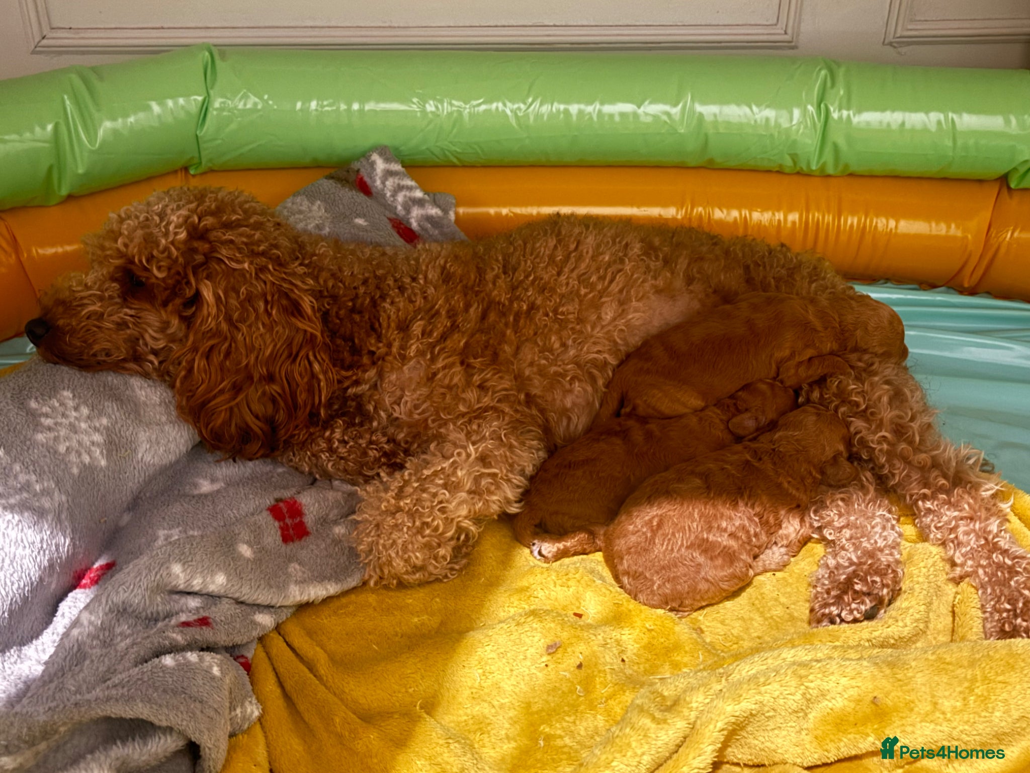 Miniature Poodle dogs 🐶 Miniature Poodle Puppies 🐶 - Advert 4