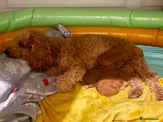 Miniature Poodle dogs 🐶 Miniature Poodle Puppies 🐶 - Advert 15