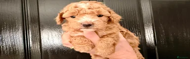 Maltipoo 1