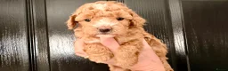 Maltipoo dogs for sale: Maltipoo F1B  in Walsall - Advert 7