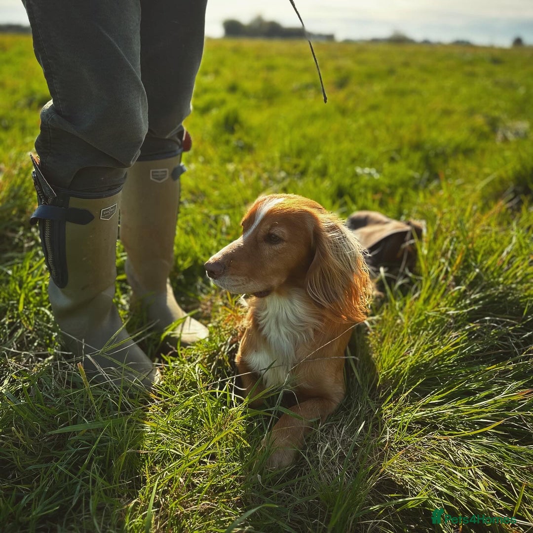 Cocker Spaniel dogs for stud: Working Gun Dog Stud  - Advert 21