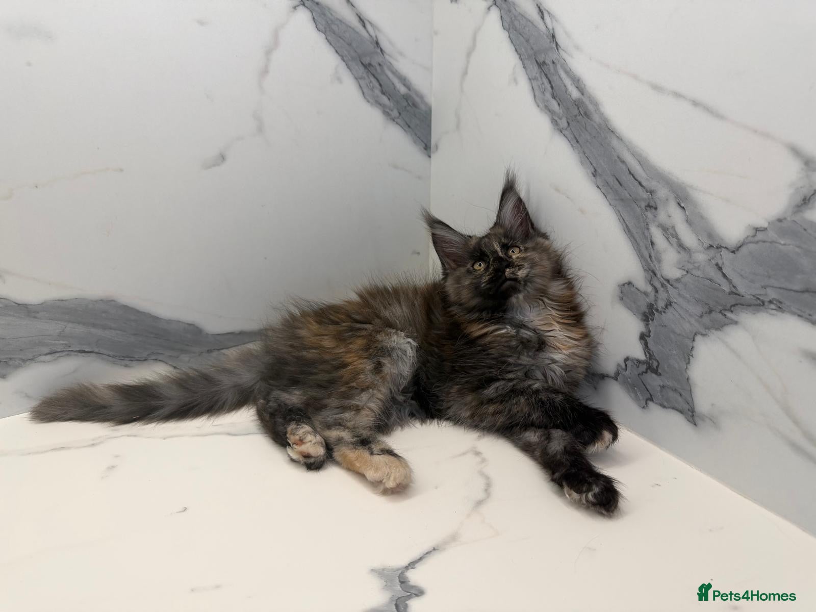 Maine Coon cats Pure pedigree Maine coon kittens - Advert 5