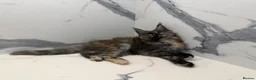 Maine Coon cats for sale: Pure pedigree Maine coon kittens - Advert 1