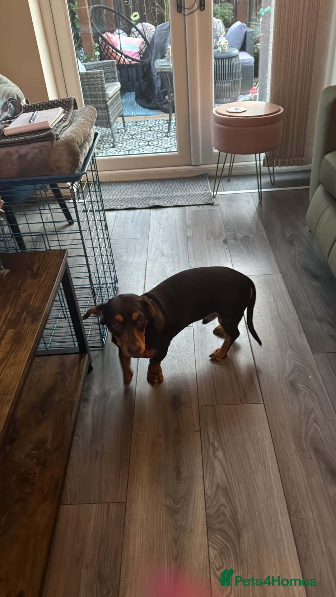 Mixed Breed dogs for sale: Standard Dashund x  - Image 7