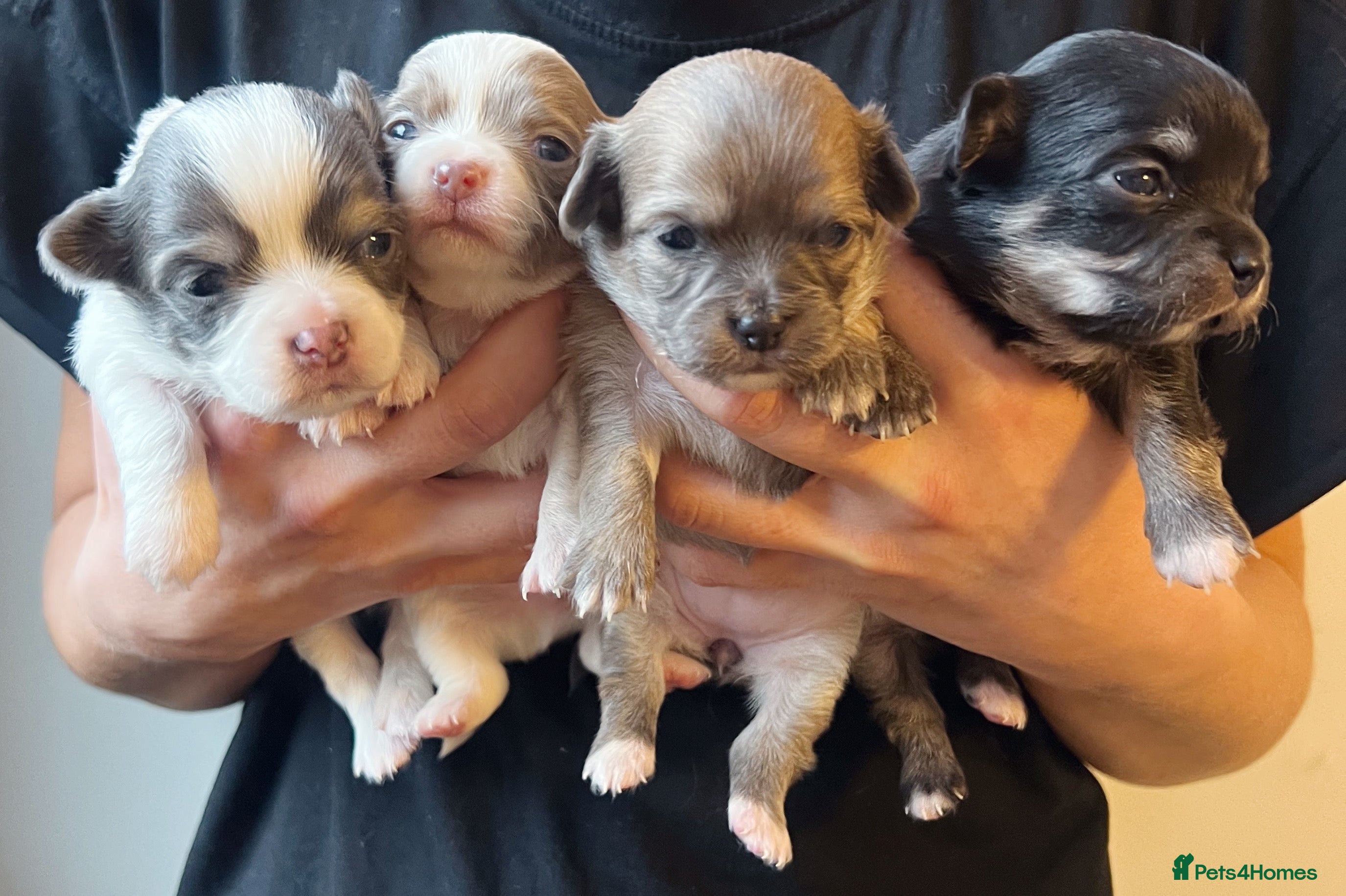 Chihuahua dogs Chihuahua Puppies - Advert 1