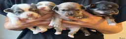 Chihuahua dogs for sale: Chihuahua Puppies / BLUE FAWN AVAILABLE - Advert 8