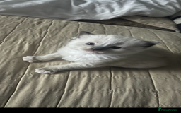 Ragdoll cats for sale: Gorgeous ragdoll kittens - Image 3