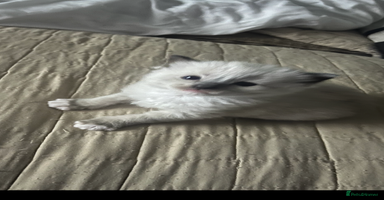 Ragdoll cats - Advert 14